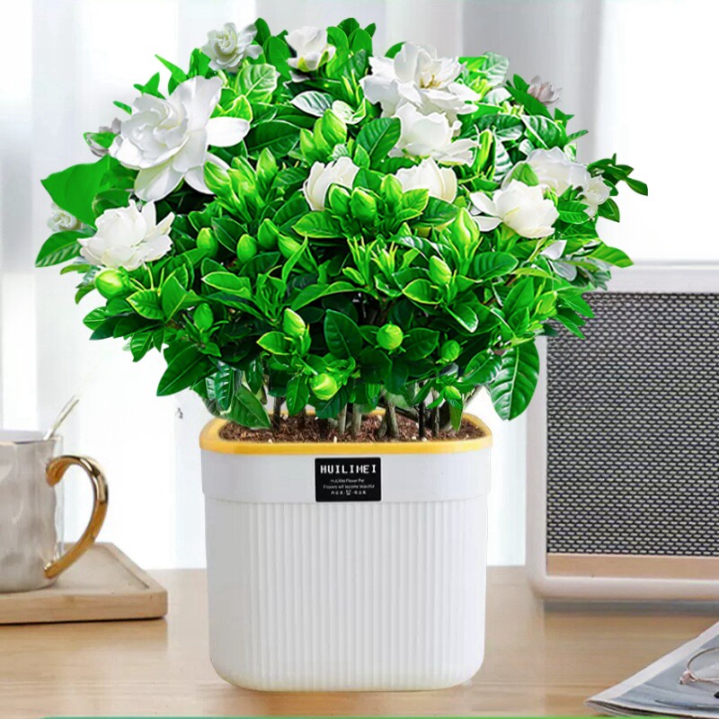  爱你一万年绿植