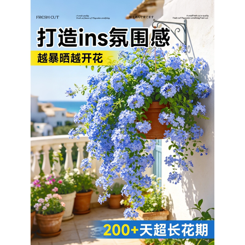 蓝雪花盆栽带花苞大苗棒棒糖阳台花卉绿植物四季开花好养独杆老桩 - 图1