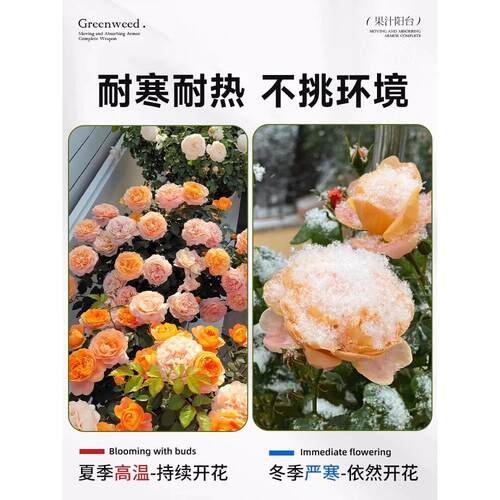 果汁阳台月季盆栽带花带花苞阳台庭院大花循环开花卉玫瑰花卉植物 - 图3