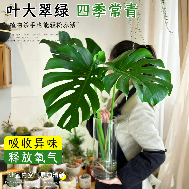 龟背竹水培植物室内好养绿植老桩客厅大叶盆栽除甲醛富贵竹天堂鸟