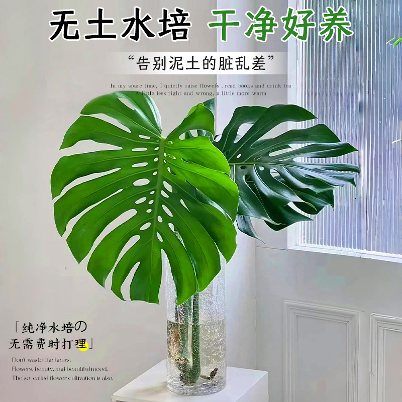 龟背竹水培植物室内好养绿植老桩客厅大叶盆栽除甲醛富贵竹天堂鸟