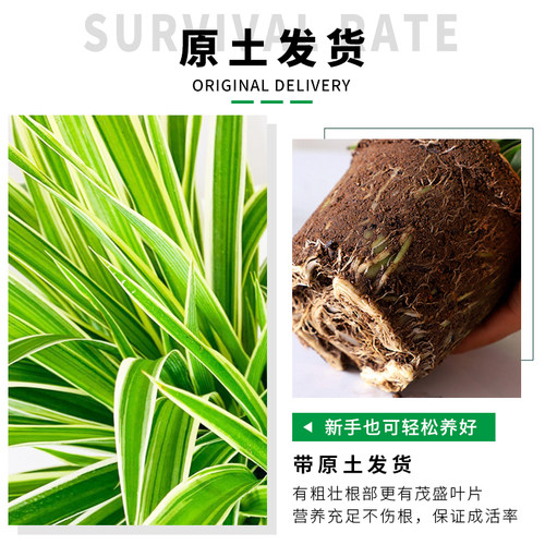 金边吊兰盆栽花卉植物室内花阳台净化空气净空气绿植水养水培垂吊 - 图2