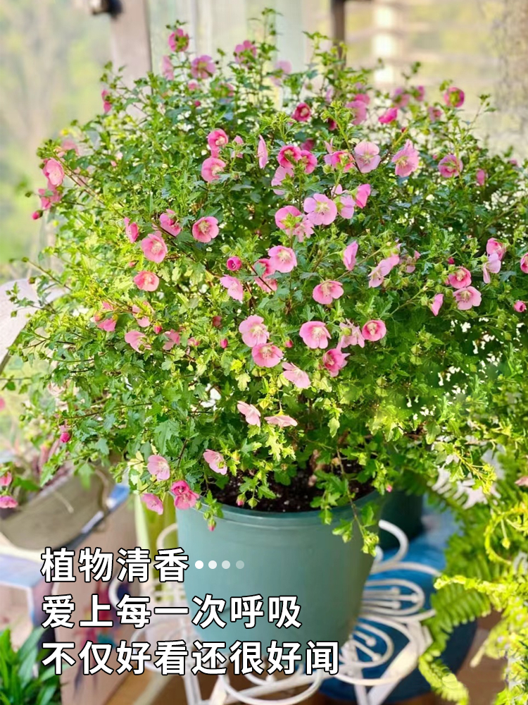 小木槿花卉盆栽棒棒糖耐寒耐热庭院室内阳台四季开花好养植物大全 - 图1