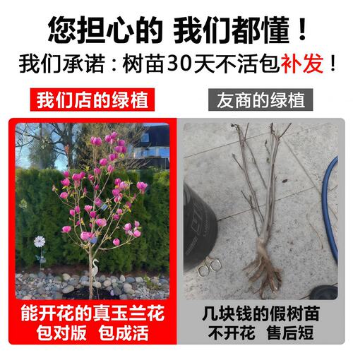 玉兰花树苗带花苞紫玉兰矮化盆栽南北方种植庭院四季花卉耐寒植物 - 图2