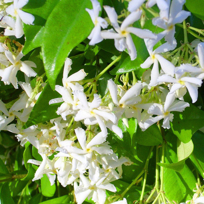 风车懒好养络石藤垂丝爬藤花卉茉莉 爱你一万年花卉