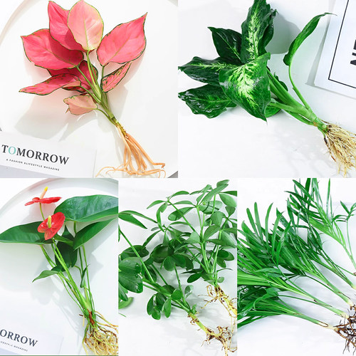 九里香盆栽花卉袖珍椰子竹柏水培植物室内好养桌面创意绿植吉利红 - 图0