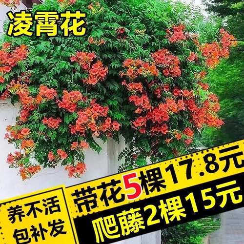 凌霄花带花苞炮仗花爬藤植物盆栽庭院爬墙特大号藤蔓四季花卉绿植 - 图3
