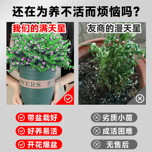 满天星盆栽带花秋季适合种的花种子植物室内好养四季客厅花卉绿植 - 图0