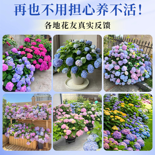 绣球花苗植物无尽夏开花好养的花四季不断盆栽花卉植物室内易养活 - 图3