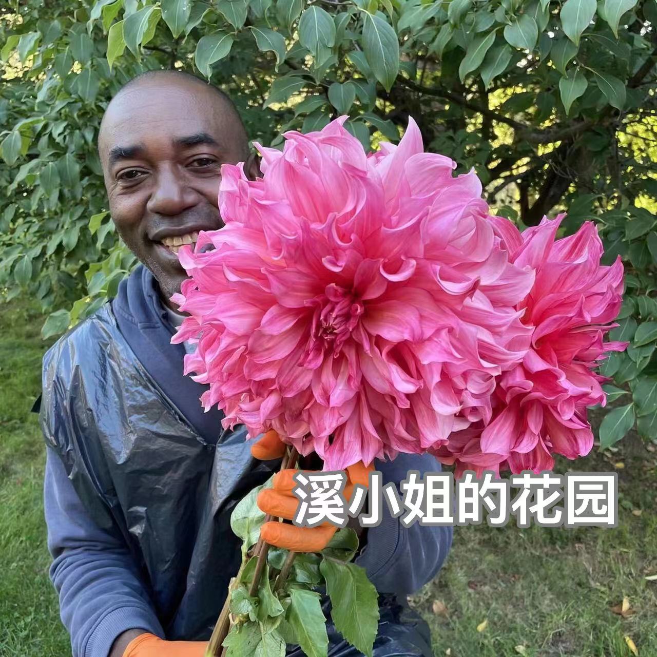 进口大丽花种球巨型花进口牛奶咖啡地瓜花多年生球宿根四季开花植 - 图2