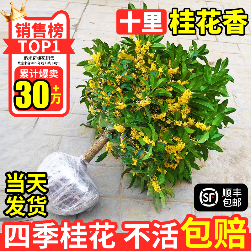 桂花树苗四季桂盆栽可食用开花不断室内阳台庭院浓香型花卉植物 - 图0