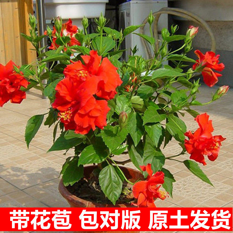 扶桑花苗四季重瓣盆栽红色朱瑾牡丹草花卉植物室内阳台开花绿植物