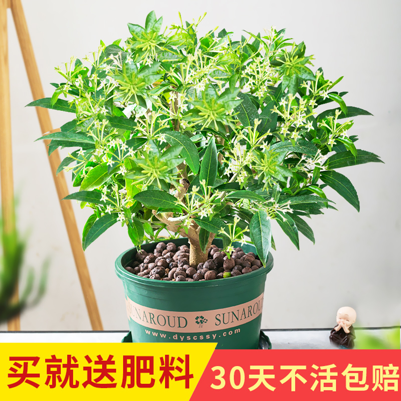 夜来香花苗盆栽阳台庭院夏季驱蚊香草树苗夜来香植物花卉当年开花 - 图3