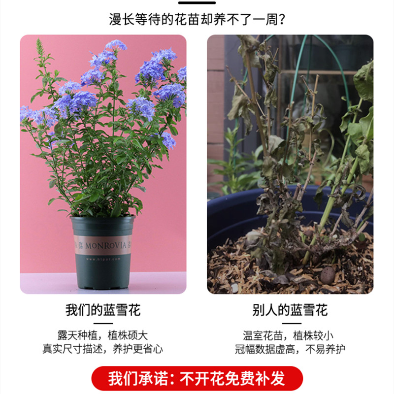 蓝雪花苗盆栽阳台观花耐热好养植物花园庭院爬藤攀援花藤本白雪花 - 图0