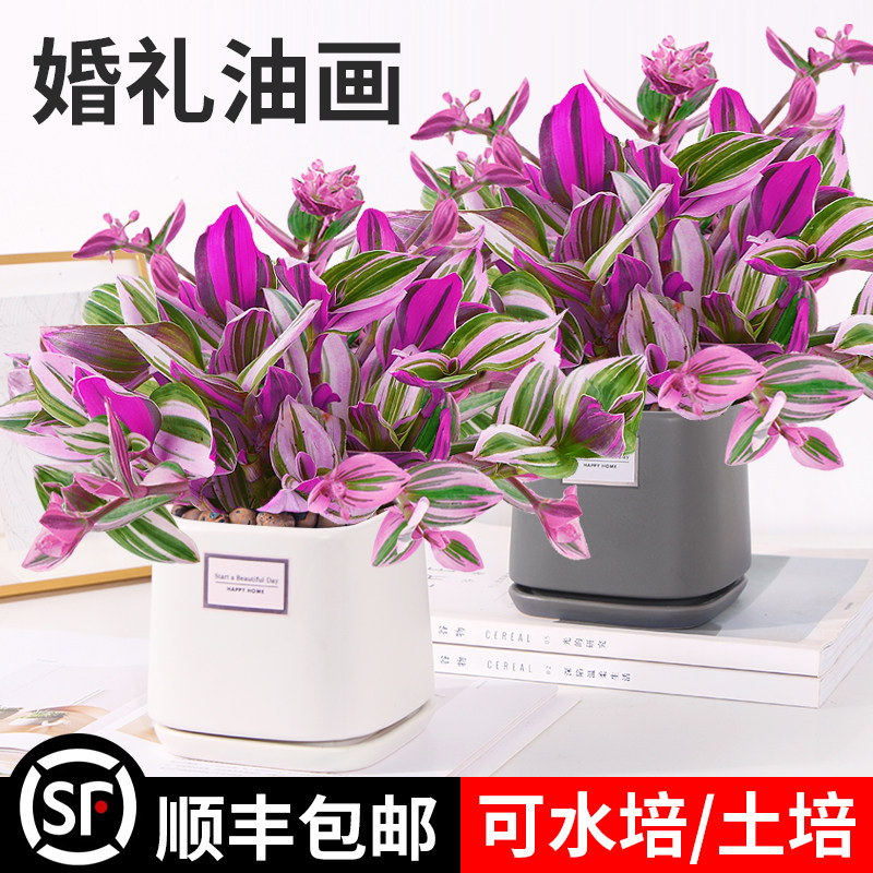 油画婚礼吊兰大棵多肉锦紫露兰桌面花卉室内阳台绿植盆栽水培植物