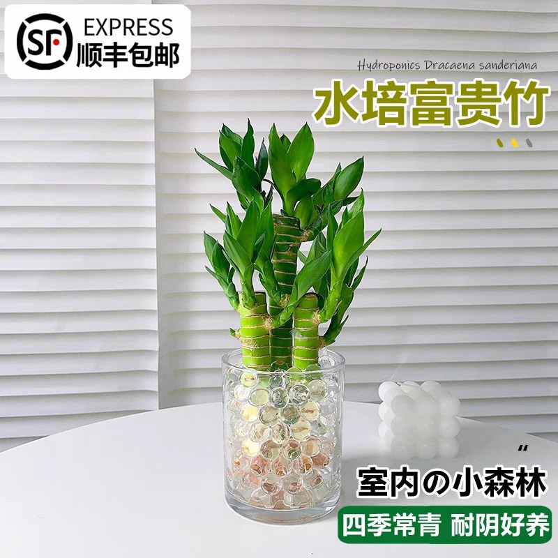 富贵竹室内植物节节高桌面绿植带根好养步步高花卉文昌竹客厅盆栽 - 图0