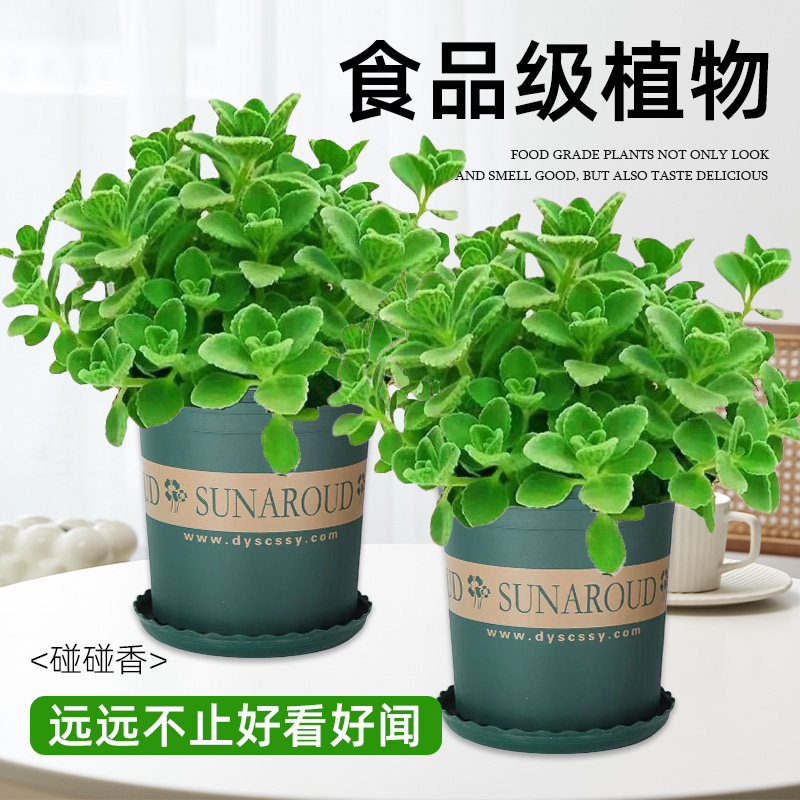 碰碰香一抹香盆栽香味植物浓香型植物驱蚊驱虫净化空气植物除异味