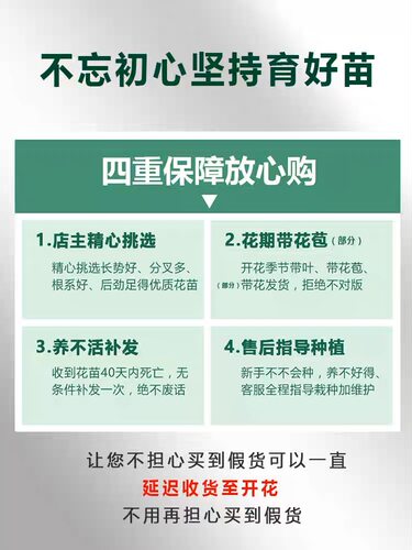 藤本月季大花浓香开花蔷薇花苗爬藤攀援植物庭院阳台四季玫瑰盆栽 - 图2