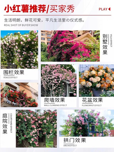 藤本月季大花浓香开花蔷薇花苗爬藤攀援植物庭院阳台四季玫瑰盆栽 - 图3