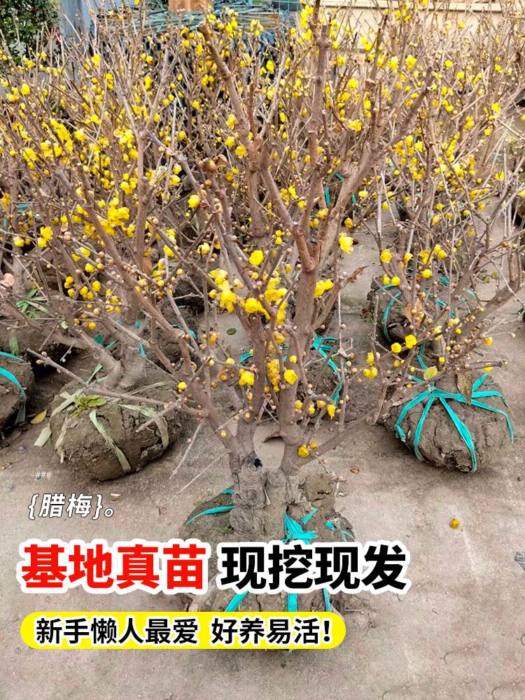 腊梅花树苗盆栽浓香型室内四季耐寒花卉阳台易活老桩盆景素心蜡梅-图2