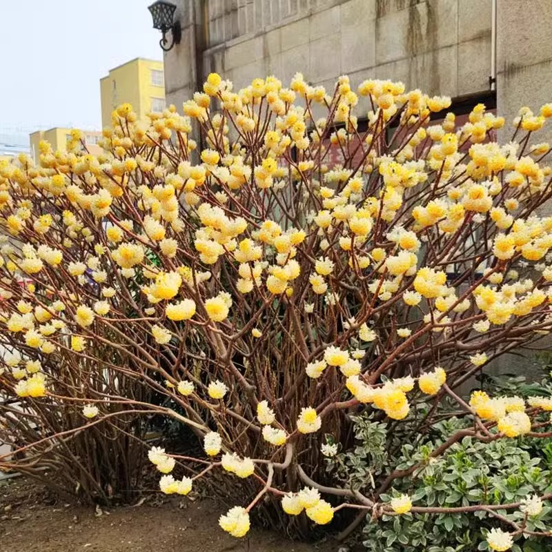 结香花树苗盆栽庭院风景别墅园林绿化耐寒植物四季梦花大苗木花卉-图1