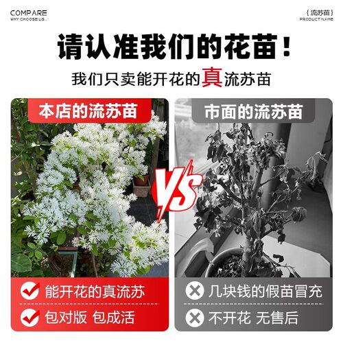 流苏树苗四月雪盆栽室外庭院地栽梦幻流苏花苗油根子绿化风景大树 - 图3