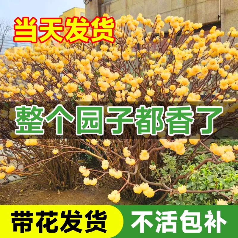 结香花树苗盆栽庭院风景别墅园林绿化耐寒植物四季梦花大苗木花卉-图2