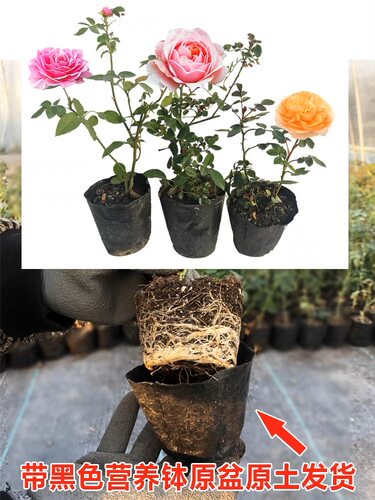藤本月季大花浓香开花蔷薇花苗爬藤攀援植物庭院阳台四季玫瑰盆栽 - 图1