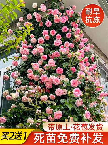 蔷薇花苗爬藤开花藤本月季特大庭院爬藤植物阳台花卉四季玫瑰盆栽 - 图0