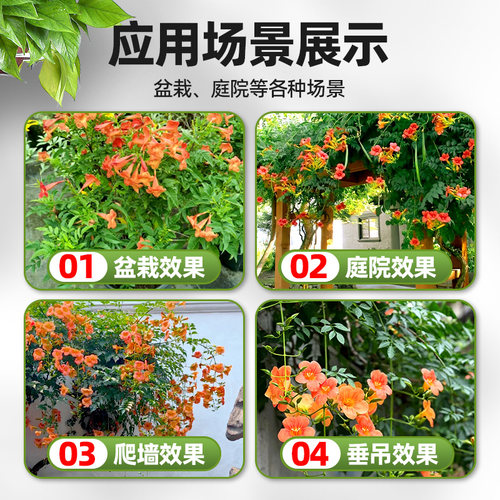 凌霄花爬藤大苗老桩盆栽耐寒阳台炮仗花紫藤爬藤植物绿植盆栽庭院 - 图1