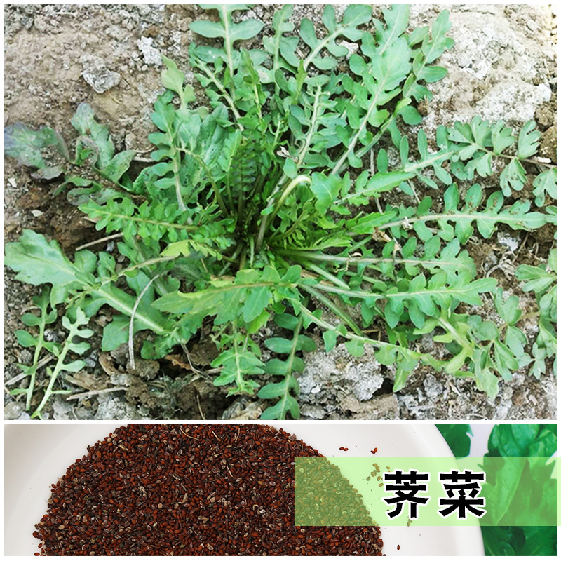 野菜种子籽蔬菜苦菜荠菜蒲公英茴香荆芥龙须菜苋菜冰菜紫苏马齿苋