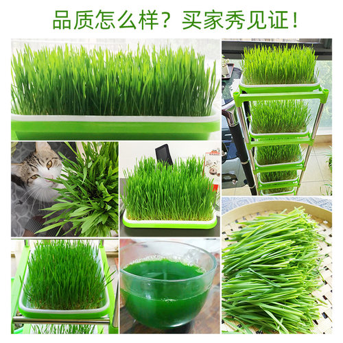 小麦种子孑育苗盘大麦苗草猫草种籽芽苗菜种植盆无土栽培设备神器 - 图3