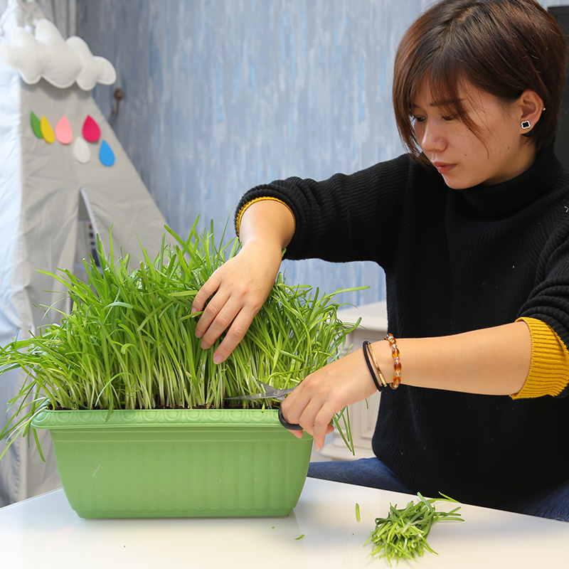 南宫特产黄韭带盆栽新韭菜根苗现挖紫红阳台种菜花盆蔬菜籽本地九 - 图0