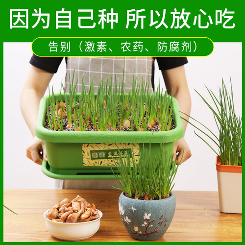 四季小香葱种子种头苗葱种孑小葱种籽红葱头红头阳台蔬菜盆栽火葱 - 图0