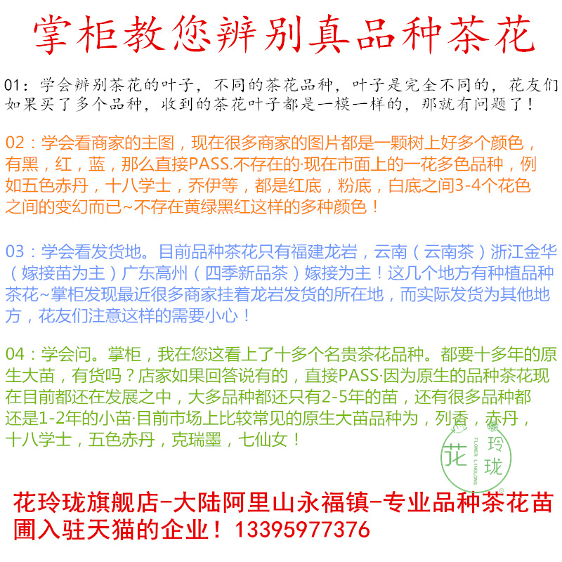 盆栽茶花苗进口名贵品种四季开花庭院绿植金花茶浓香型茶花专用土 - 图2