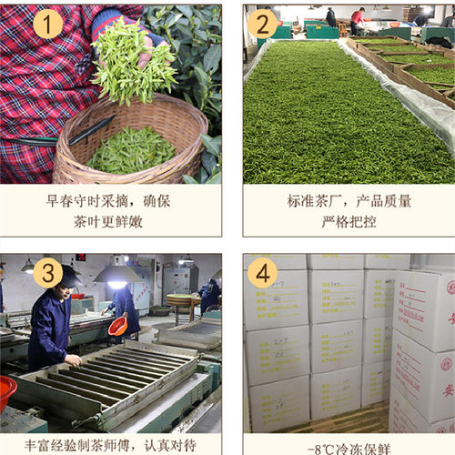 安吉白茶黄金芽茶叶2025新茶正宗特级250g高山绿茶散装春茶送礼 - 图2