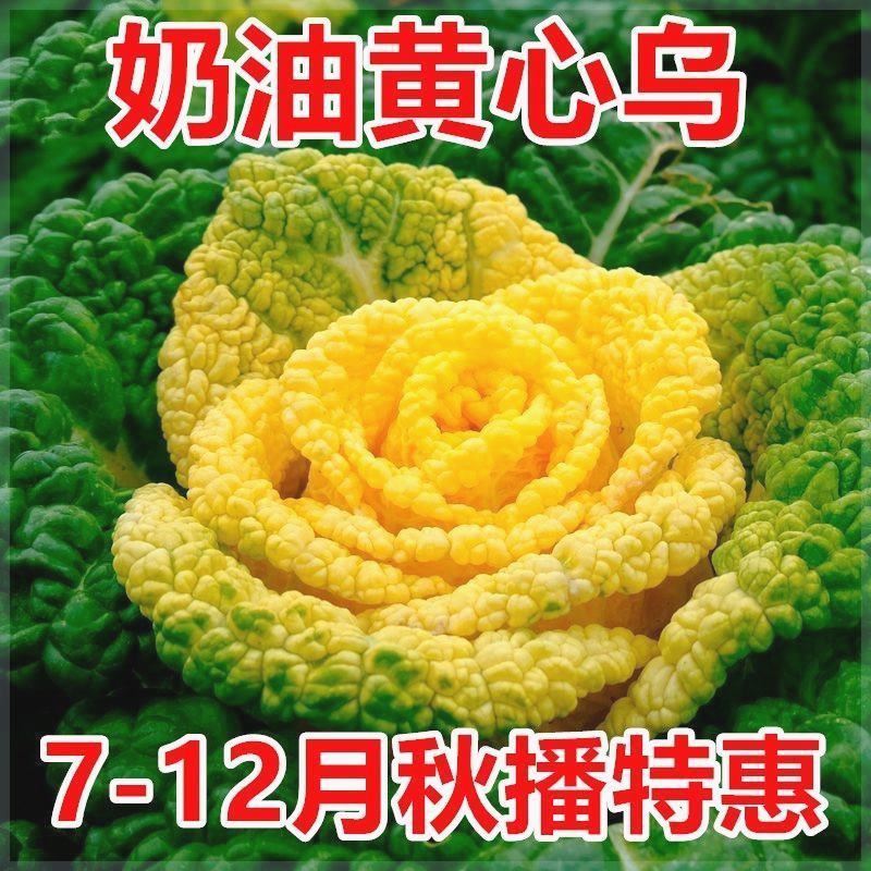 黄心乌塌菜种子耐寒耐湿大田庭院种植菊花心奶油黄心菜蔬菜种子孑-图0