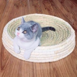 Кошка захватывающие тарелки гнездо гнездовые когтистой когтя