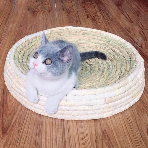 Кошка захватывающие тарелки гнездо гнездовые когтистой когтя