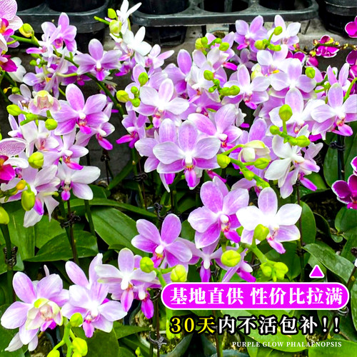 艾莹精品蝴蝶兰紫水晶带花苞盆栽 新款名贵兰花苗客厅高端鲜花卉 - 图3