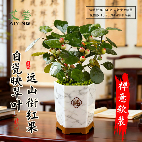 观心菩提中式禅意桌面盆栽带果发货 室内绿植花卉菩提树好养盆景 - 图1