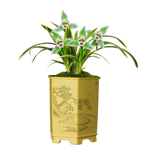 有香味的兰花苗 建兰矮种帝王妃 四季兰带金边艺浓香型室内外盆栽 - 图3