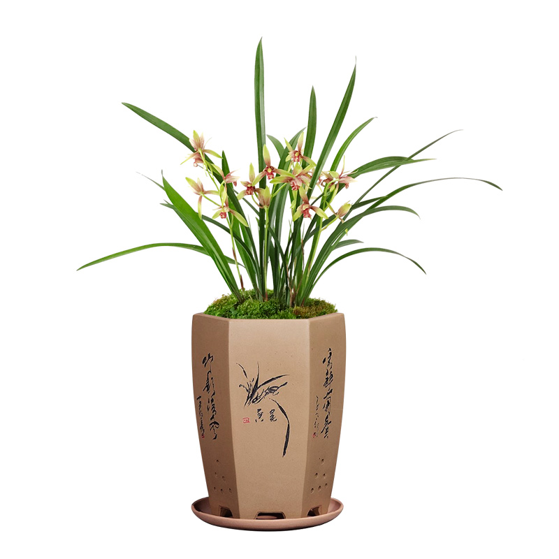 艾莹兰花苗 建兰小国魂逸红双娇 夏带花苞出售室内好养花卉绿植草