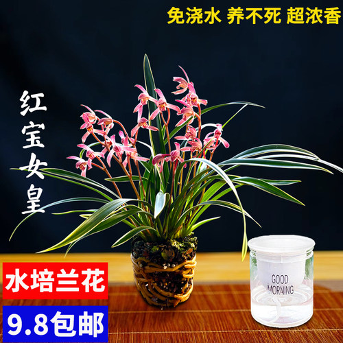 艾莹兰花苗 浓香型四季兰 金边矮种好养 建兰阳台花卉盆栽绿植 - 图1