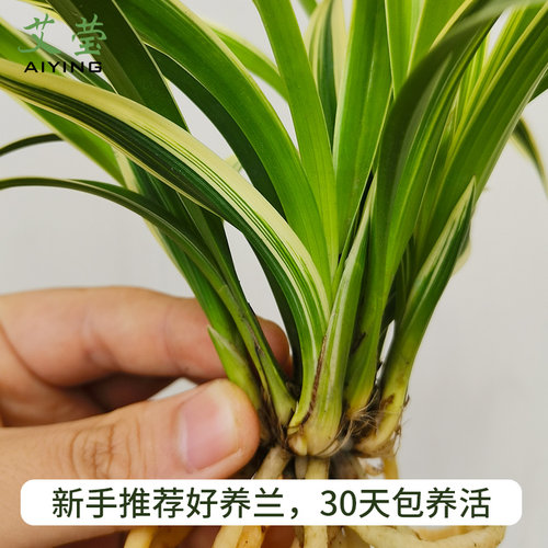 有香味的兰花苗 建兰矮种帝王妃 四季兰带金边艺浓香型室内外盆栽 - 图1