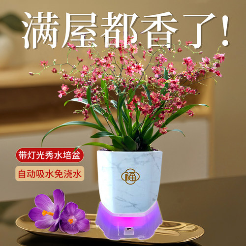 3色香水文心兰花苗梦香 冬带超多花苞美水培室内好养花卉盆栽绿植 - 图2