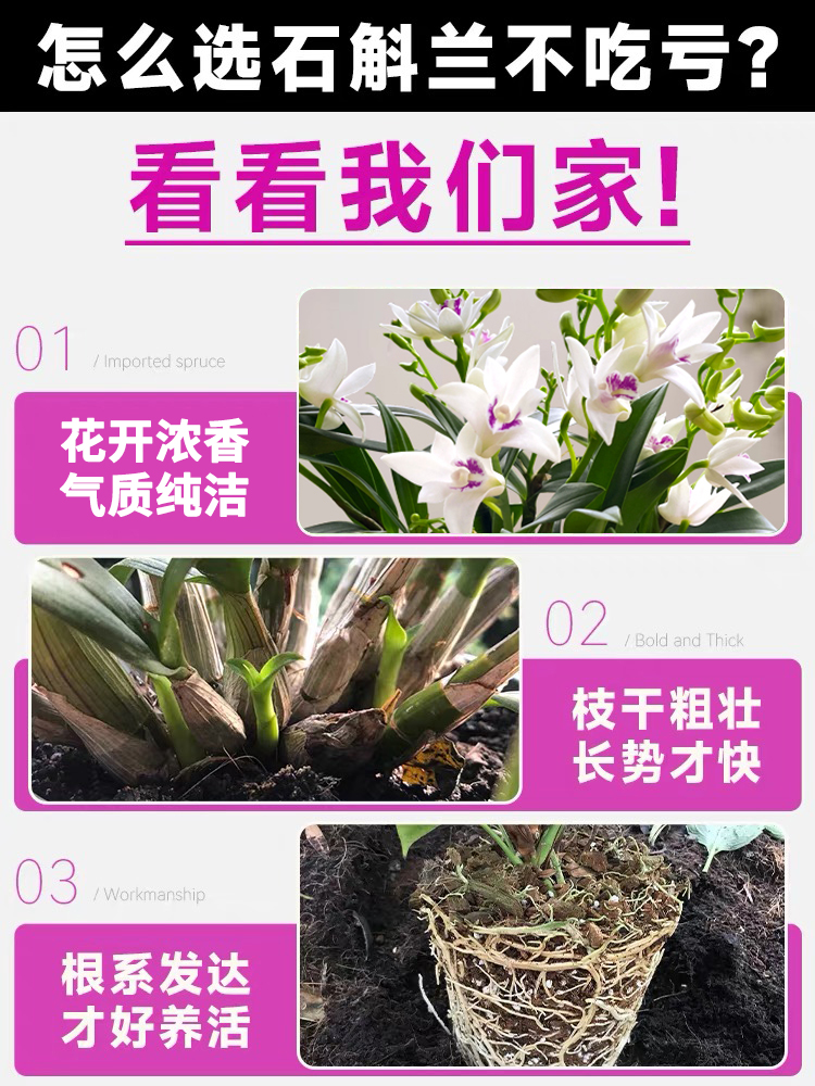 艾莹兰花苗 紫云泼墨石斛兰 现带花苞出售好养绿植物盆栽桌面花卉