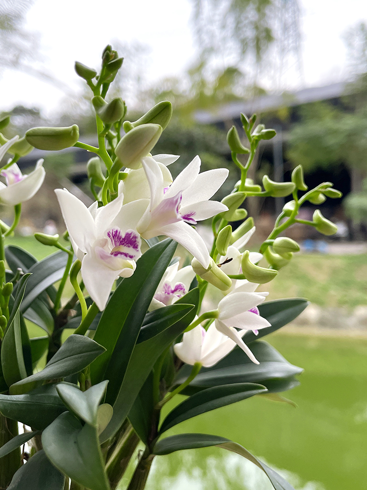 艾莹兰花苗 紫云泼墨石斛兰 现带花苞出售好养绿植物盆栽桌面花卉