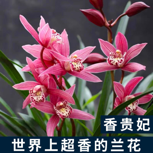 香水石斛兰花苗建兰夏带花苞泼墨文心兰黄金彩虹室内好养花卉盆栽 - 图3