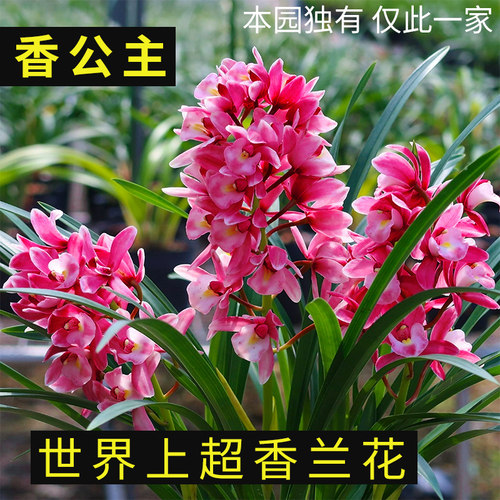 艾莹兰花苗 浓香型四季兰 金边矮种好养 建兰阳台花卉盆栽绿植 - 图2